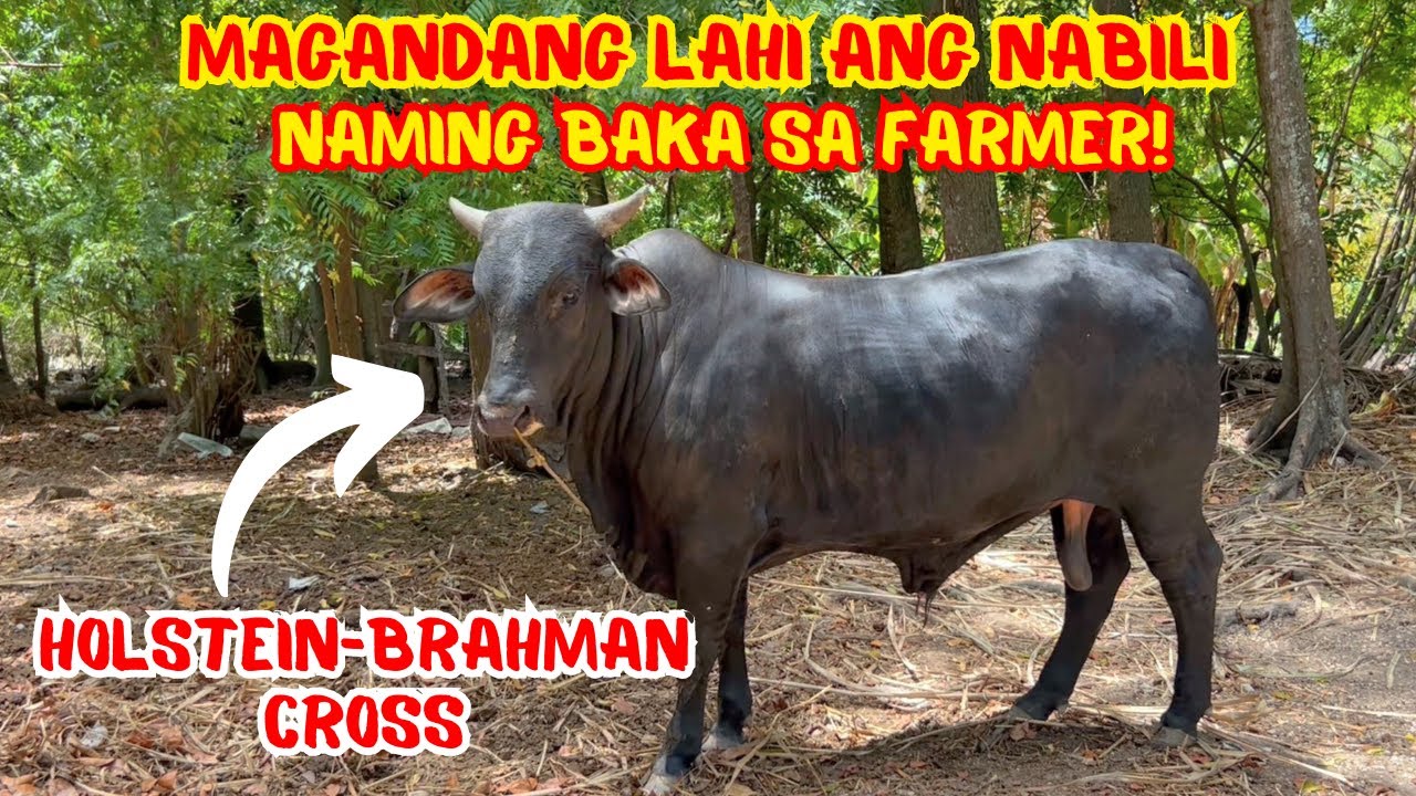 MAGANDANG LAHI ANG NABILI NAMING BAKA SA FARMER! | HOLSTEIN-BRAHMAN CROSS | SOLLE'S GANDANG BUHAY