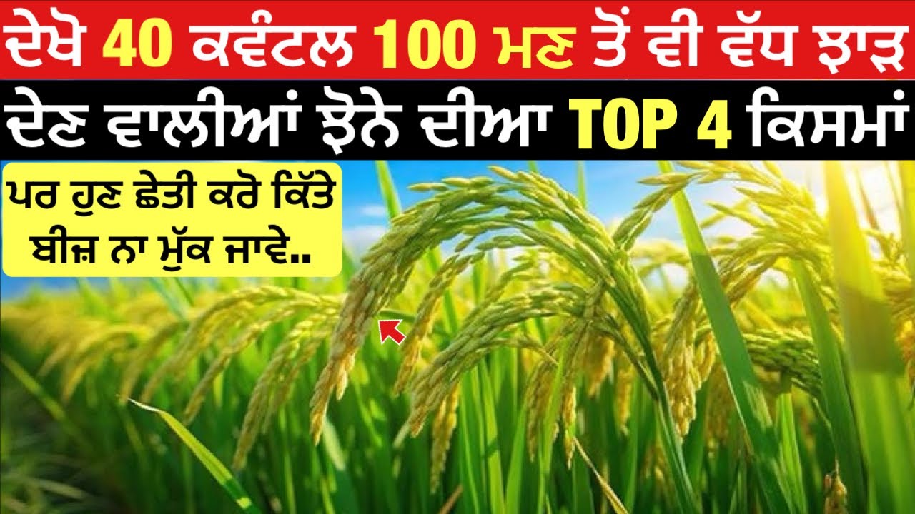 ਦੇਖੋ 40 ਕਵੰਟਲ 100 ਮਣ ਤੋਂ ਵੀ ਵੱਧ ਝਾੜ ਦੇਣ ਵਾਲੀਆਂ ਝੋਨੇ ਦੀਆ ਕਿਸਮਾਂ | top 4 paddy varieties