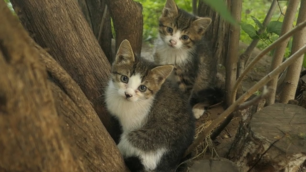 Little kittens live under bushes and hissing at me