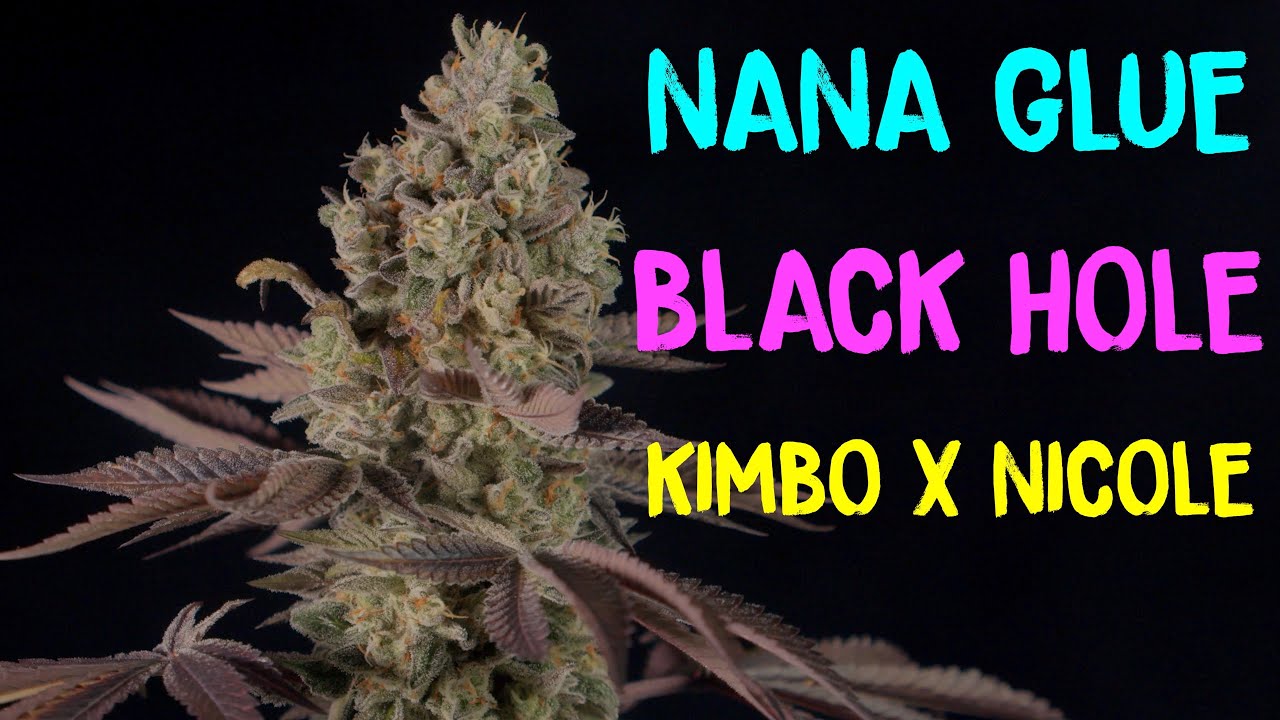 Seed to Harvest | Nana Glue | Black Hole | KO | Square One Genetics & Robin Hood Seeds & Black Tuna