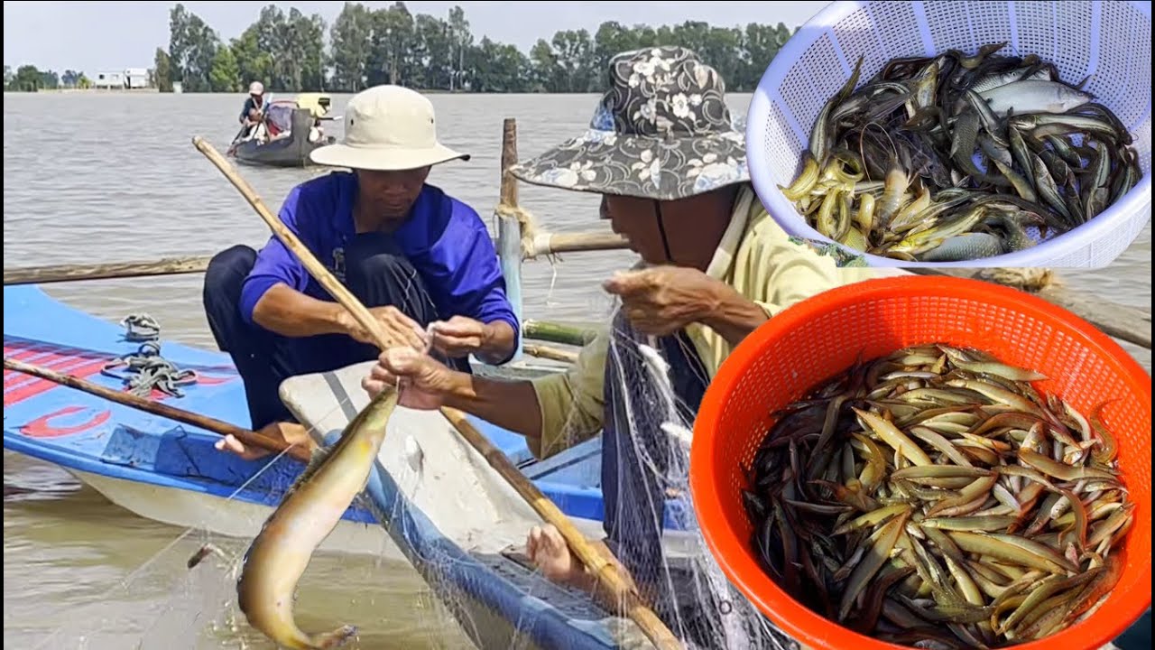 Nước lũ lên đồng bà con săn cá chạch lá tre và nhiều loài cá khác - Sông Nước Cửu Long - Nguyễn Hùng