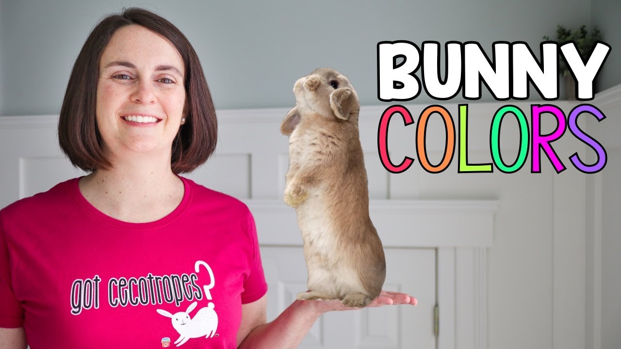 What Color is my Bunny?  Rabbit Color Guide!