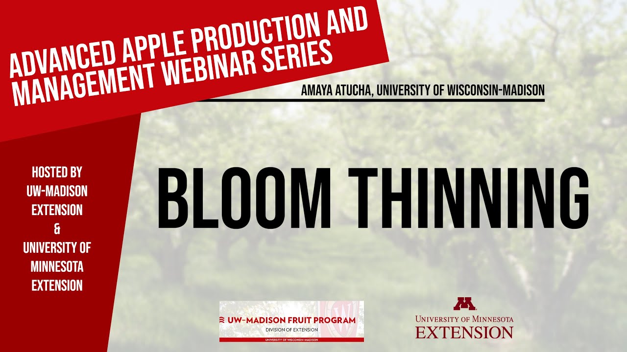 Bloom Thinning