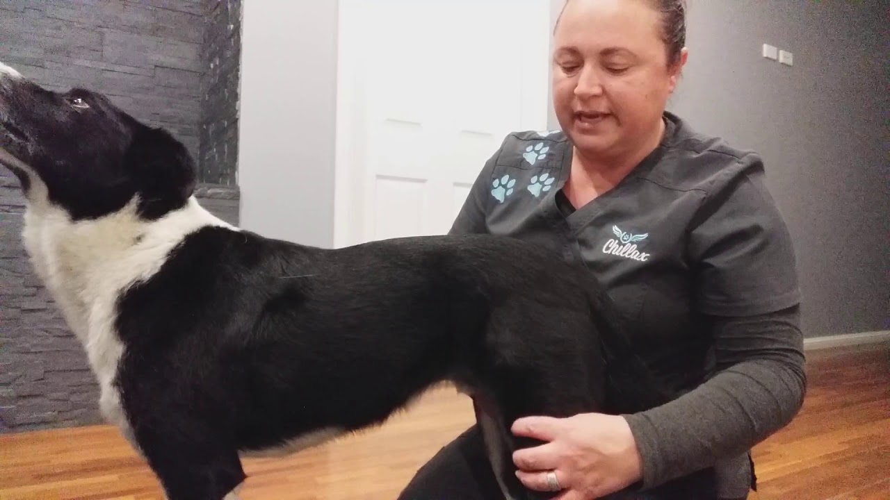 Locating Boney Landmarks and Muscle Structures on a Dog