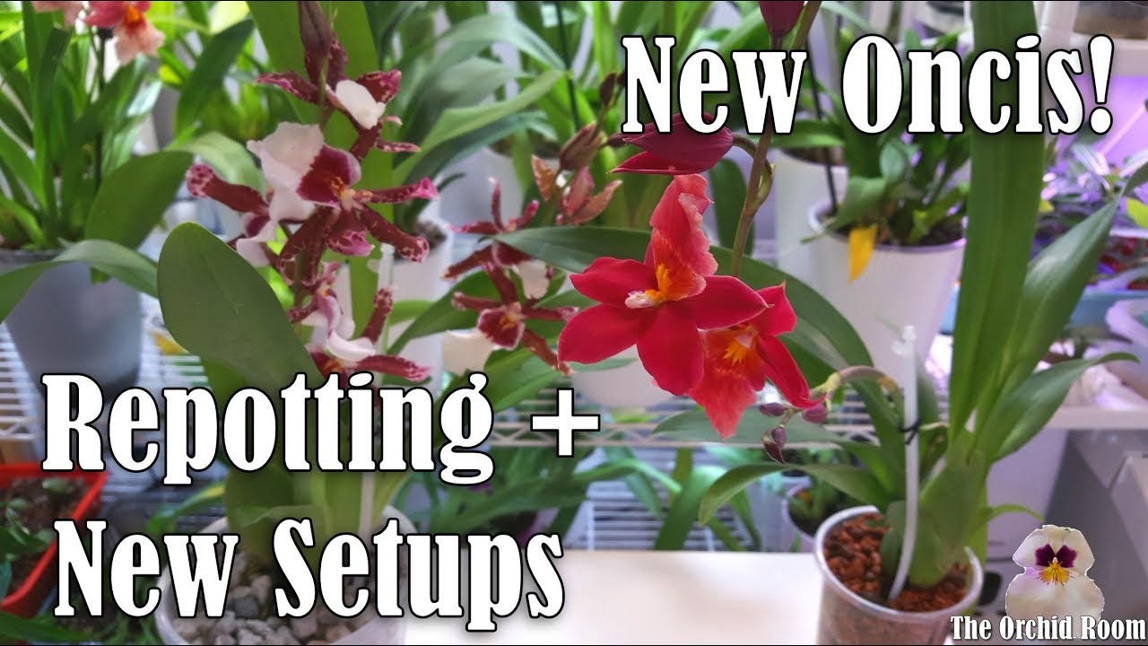 New Oncidiums! + Repot Into New Inorganic Setups!