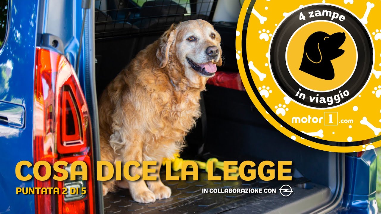 Come trasportare i cani in auto, leggi e divieti
