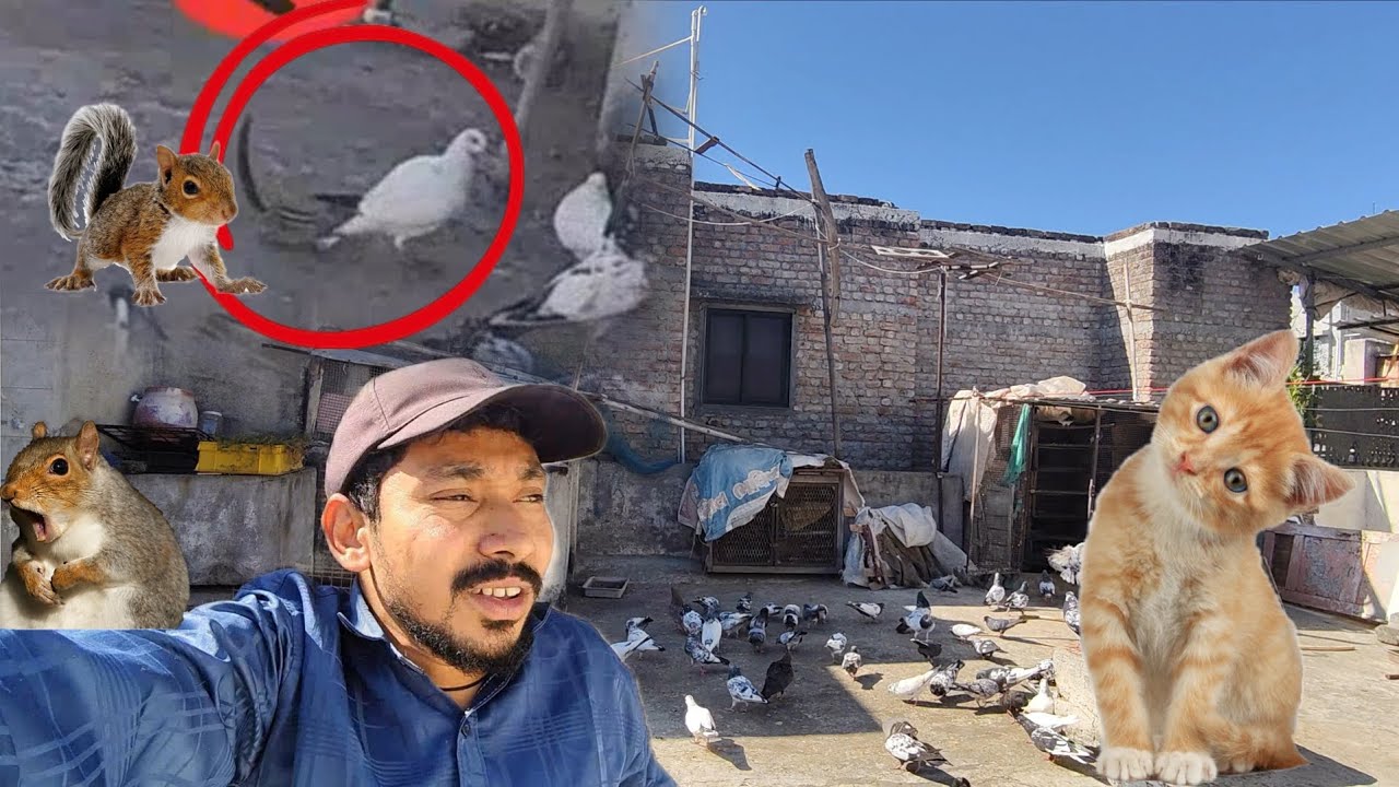 गिलहरी ने हमारे कबूतर को काट लिया 😢🐿️ | 1–2 दिन में बिल्ली मंगवाने वाले हैं || cat coming soon 🤩🕊️🐈🐱