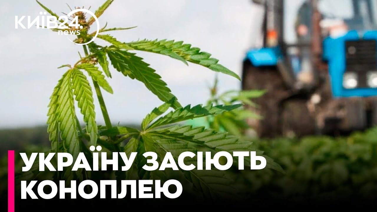 Коноплярство повертається: в Україні з 2025 року можна вільно вирощувати промислові коноплі