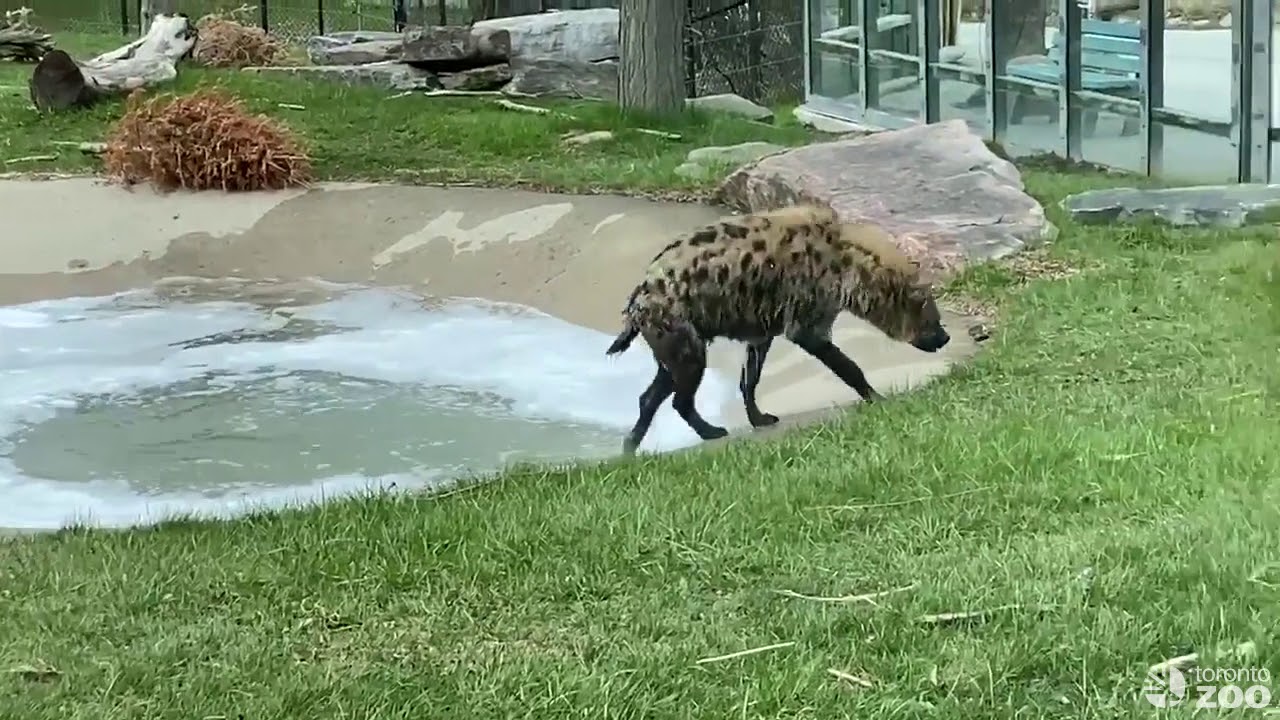 Spotted Hyena Kanzi Takes a Bubble Bath