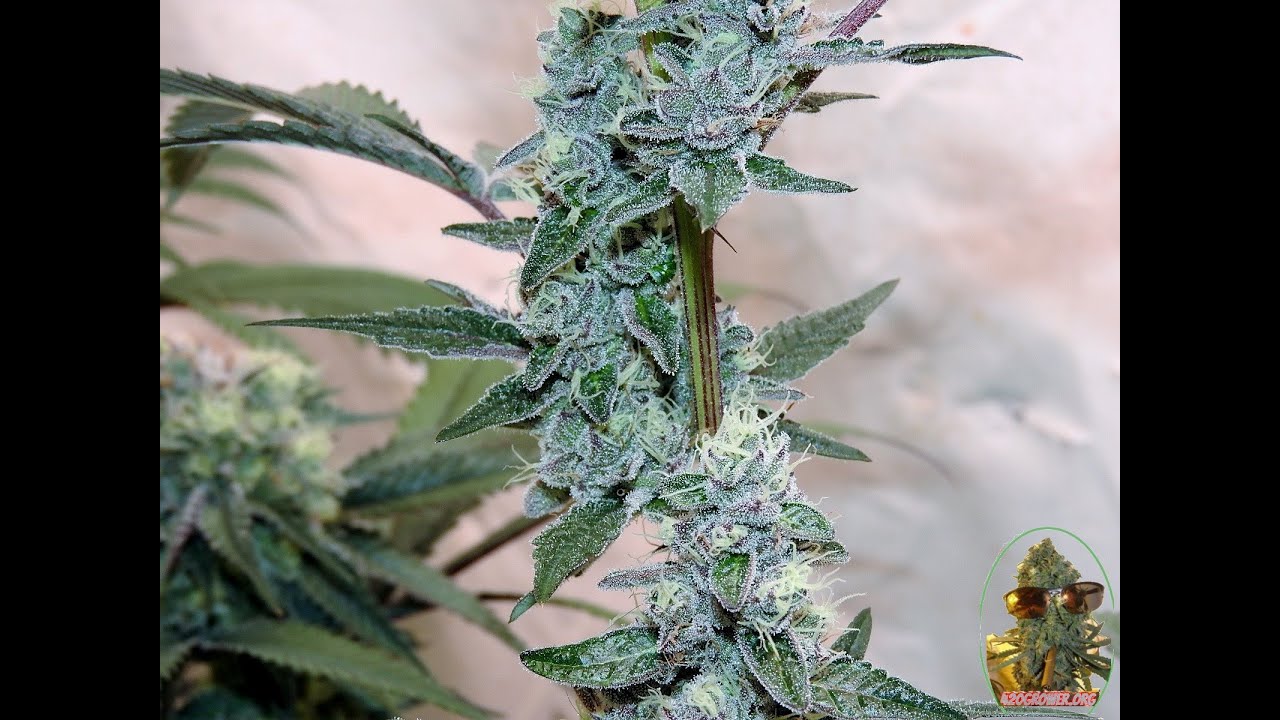 ANIMAL COOKIES DAY 40 - BLACK BANANA AND MAC 1 SOG