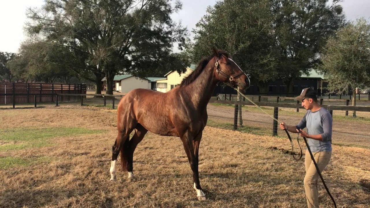 Horse Tying up