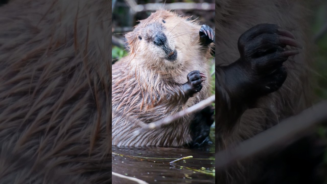 Remarkable engineering skills. Beavers #beavers #engineering #animals