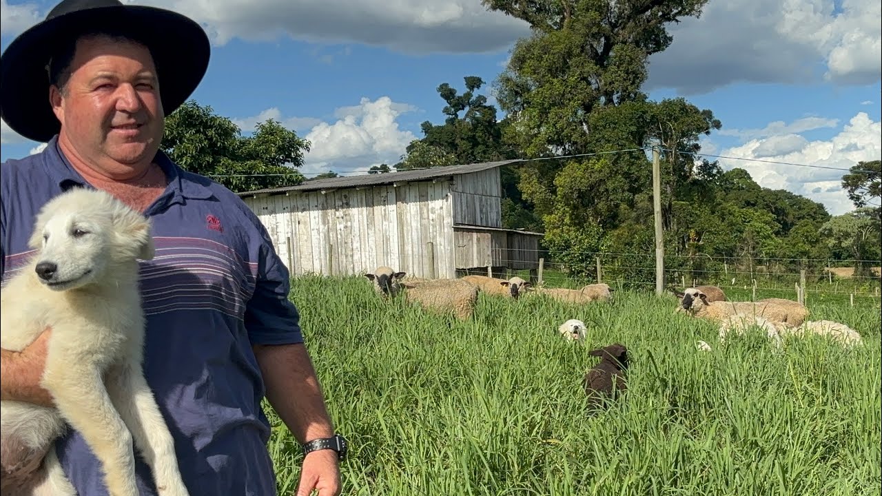 CRIANDO CACHORRO PASTOR MAREMANO NO S&Iacute;TIO - ALAOR PIRES MONTE CASTELO