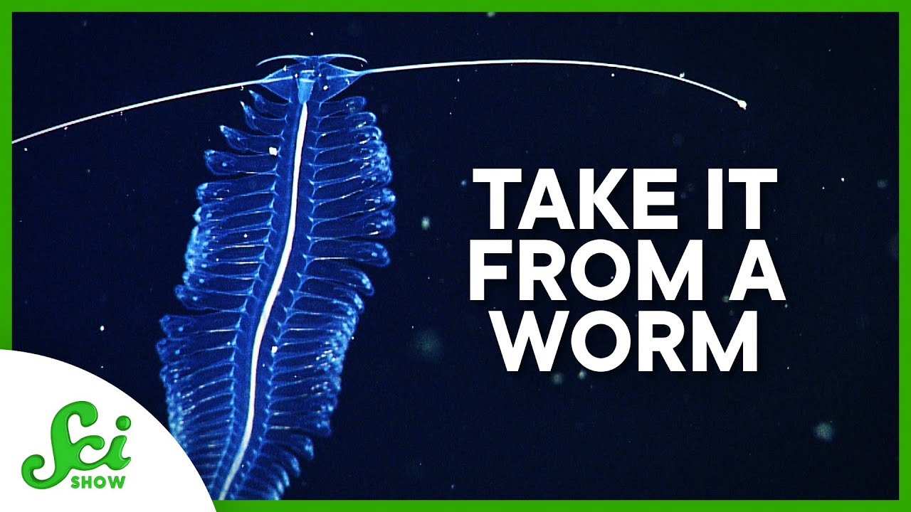 How a Gelatinous Worm Could Inspire Marine Robots