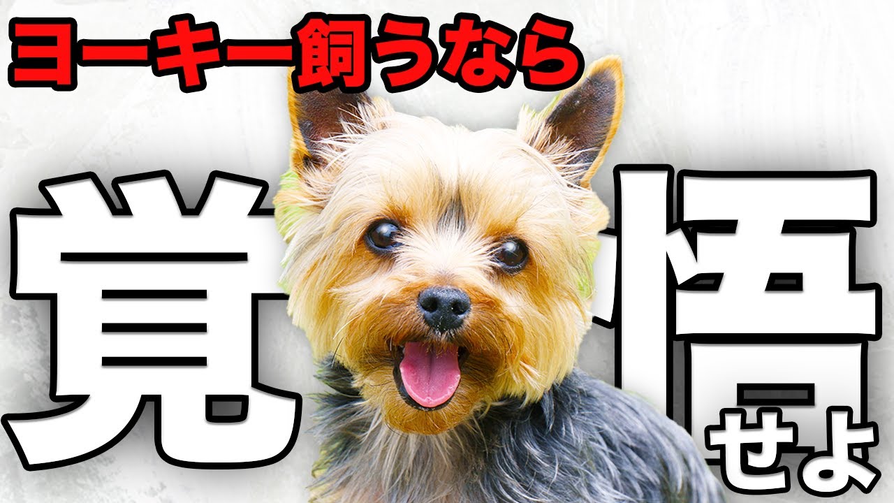 【解説】迎える前に1度見て！ヨークシャーテリアの魅力や注意点について教えます！