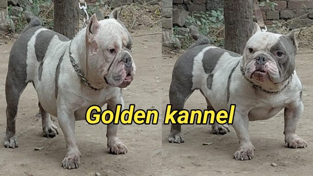 Thailand import American bully golden kennal 8054559858