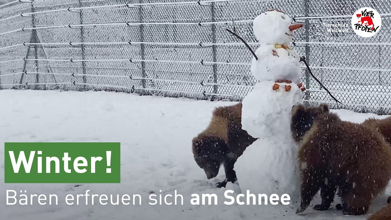 Winterspass für Andor, Jenny, Toby und Moris | VIER PFOTEN