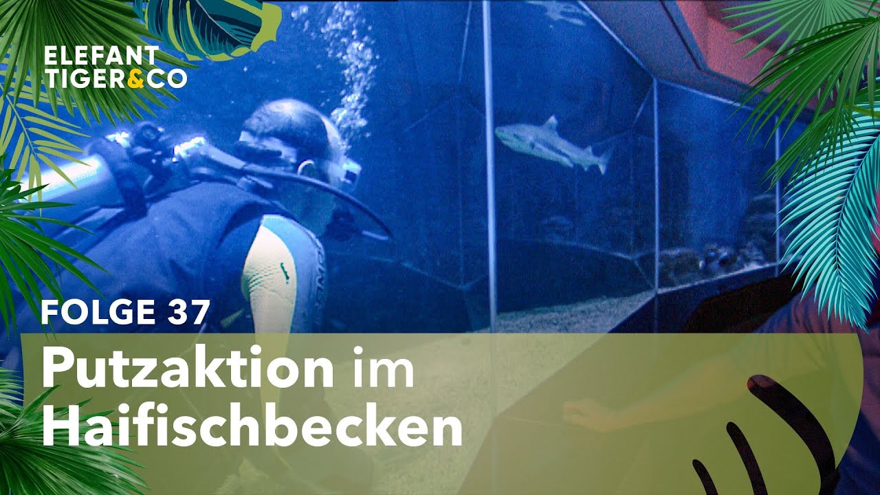 Putztag im Leipziger Aquarium (Folge 37) | Elefant, Tiger & Co. | MDR