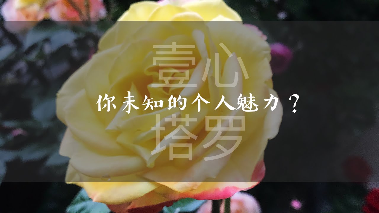 【壹心❤️塔罗正能量】你的魅力是什么？如何绽放？自己未知的魅力？