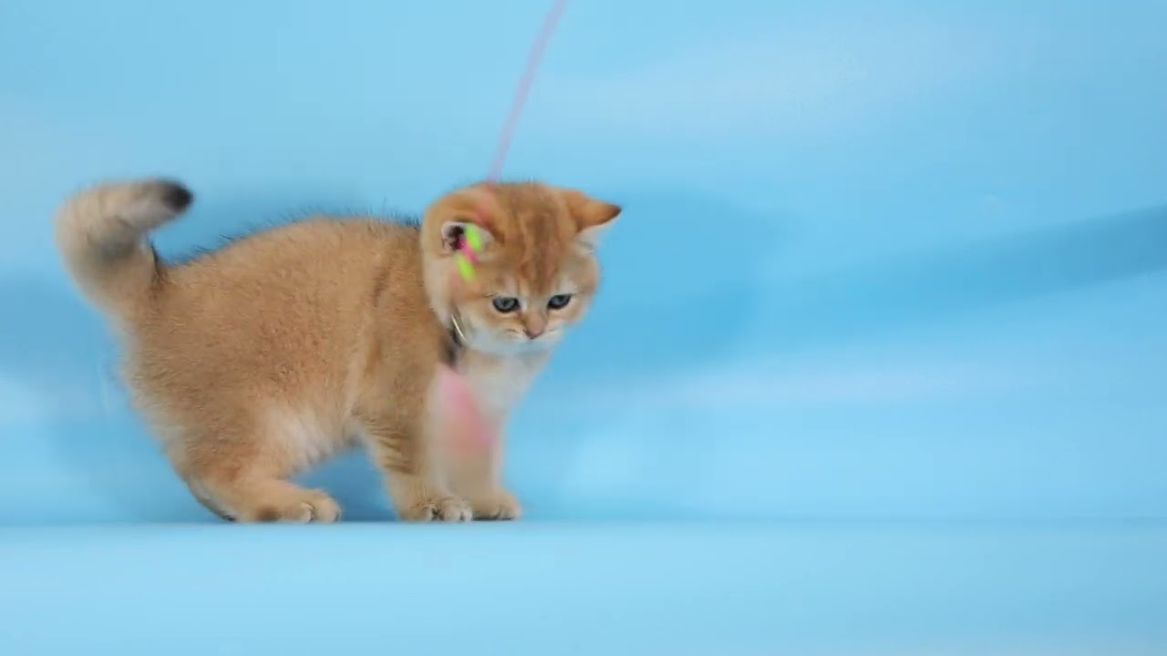 ดช Ponzu British Shorthair black golden shade BRI ny 11 2.5 months