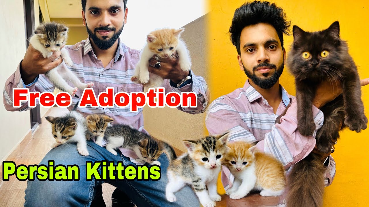 Free Persian Cat | Persian Kitten’s free adoption | persian cats for sale | free cat | persian cat