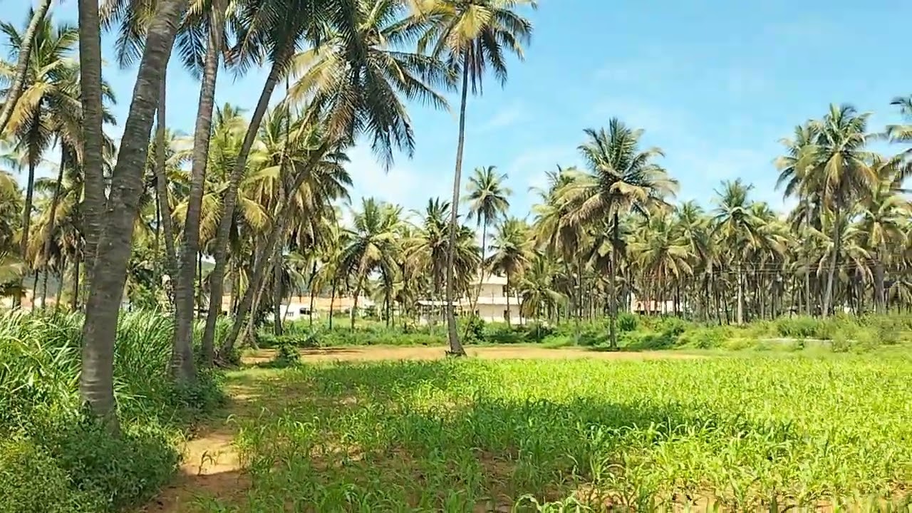 20 gunt agriculture land for sale ph 8971607967.