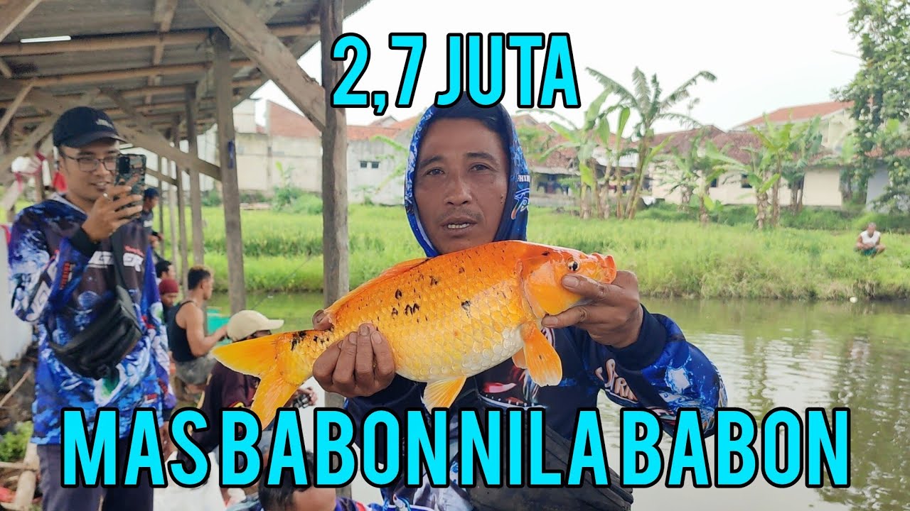 Mancing borongan ikan mas babon nila & gurame‼️harga murah ikan mewah