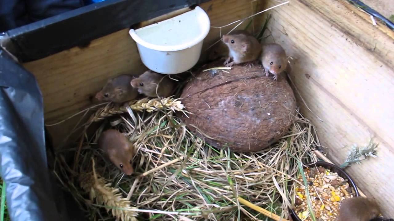 Harvest mice released into the wild