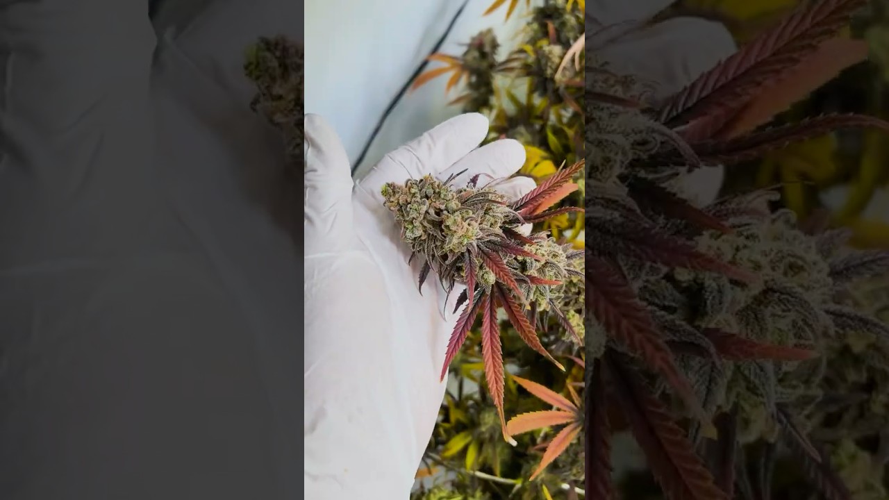 Watermelon Zkittlez 🌿 Deep Purple Transformation &ndash; Short Aesthetic Cut