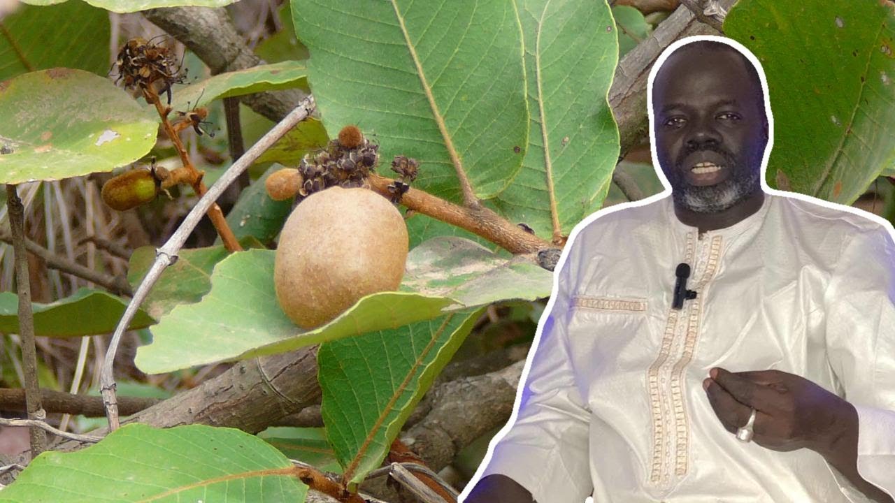 Gabarou Néw ou Néou ( Parinari macrophylla ) Pr Ousmane Ndiaye - SAMA XALAAT TV