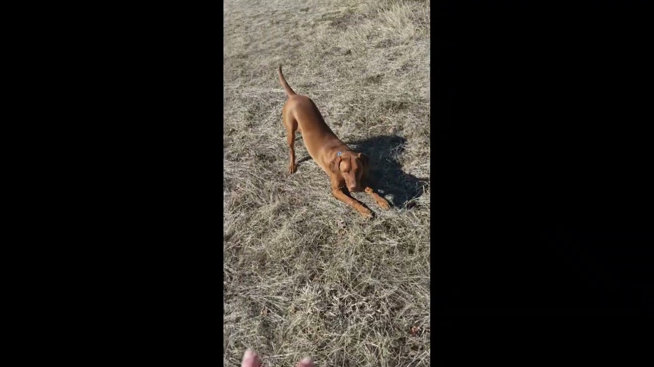 2025 02 26 28 Blitzen Maggie GoldenRetr Boarding 4 Zooka Blitzen Distance Work Down Stays
