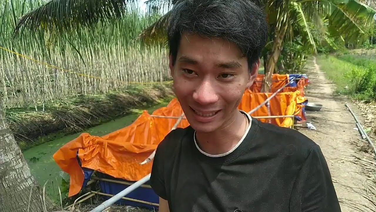 Kỹ thuật nuôi ốc bươu đen trong bể bạt | @nongnghieptv2961