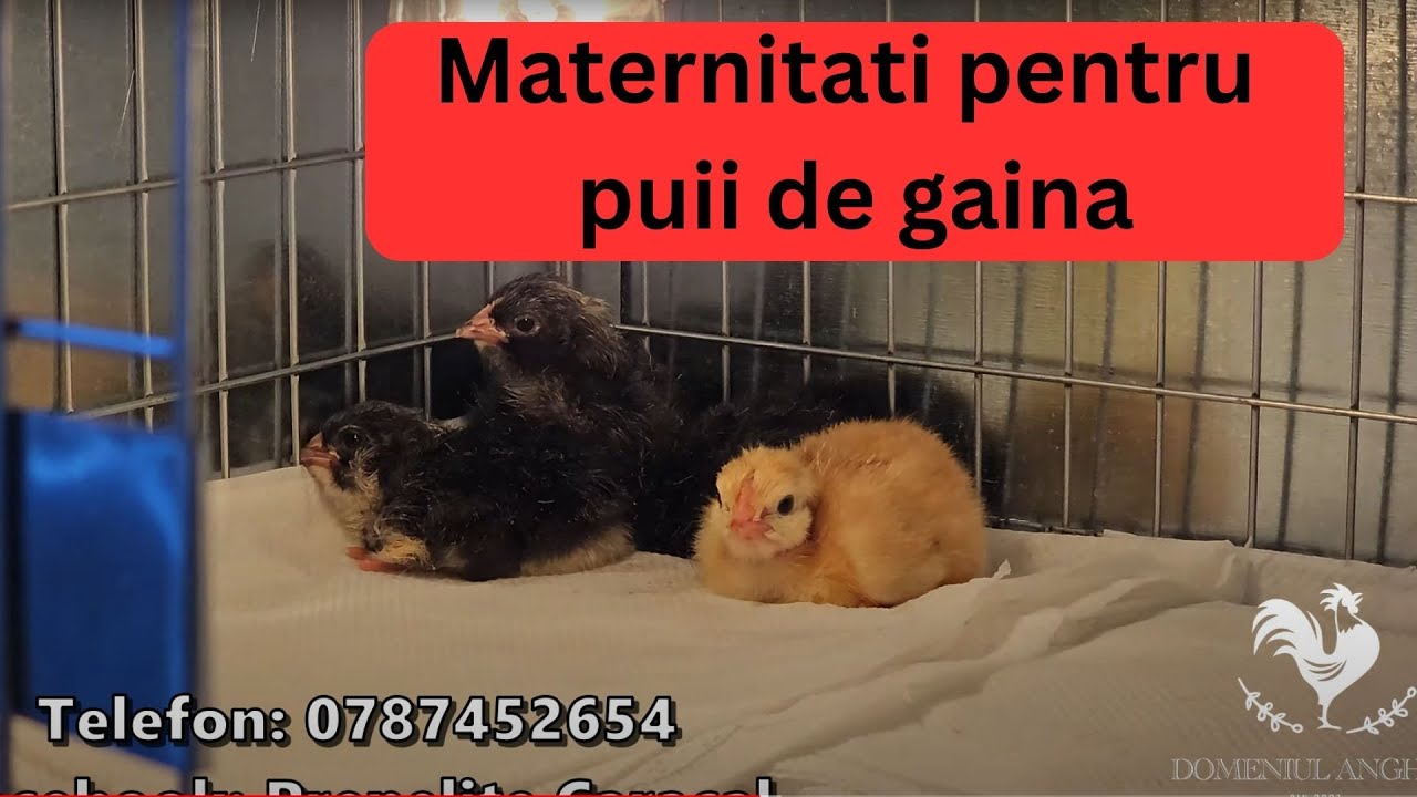 Merita maternitatile/custile de la Prepelite Caracal?