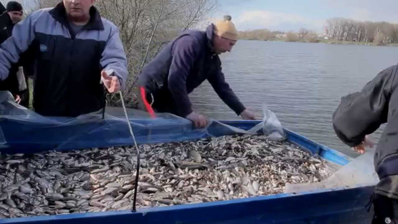Зарибок - ІІ.Т-во 