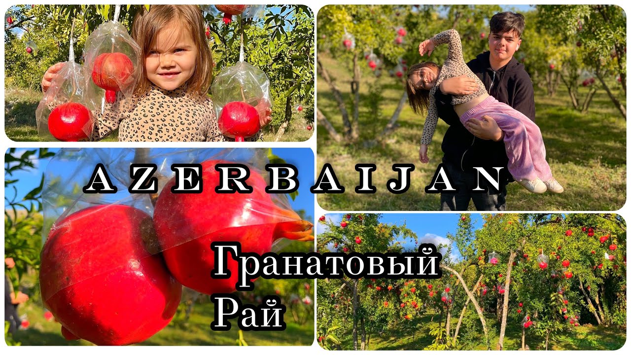 Гранатовый рай.Азербайджан/Göyçay/Гёйчай/сезон граната/мы попали в рай на Земле