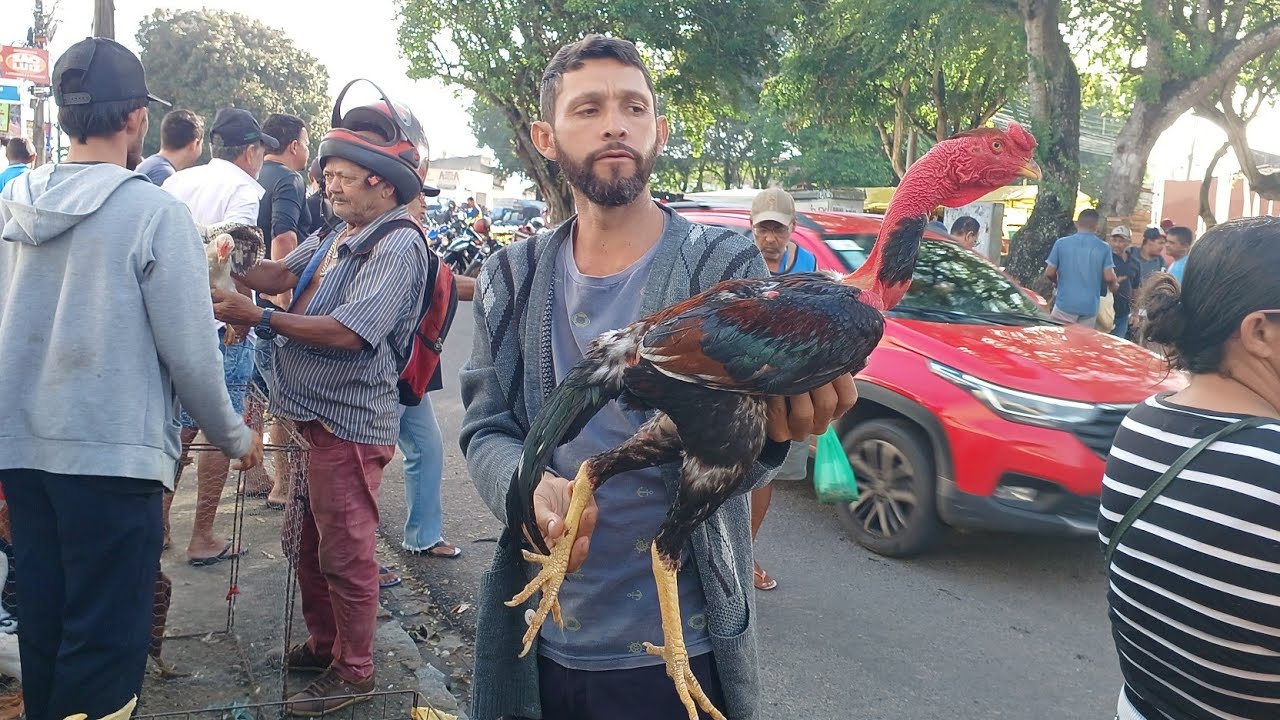 FEIRA DAS GALINHAS 🐔 DE SEGUNDA FEIRA EM ARAPIRACA AL-BRASIL [05/06/2023]