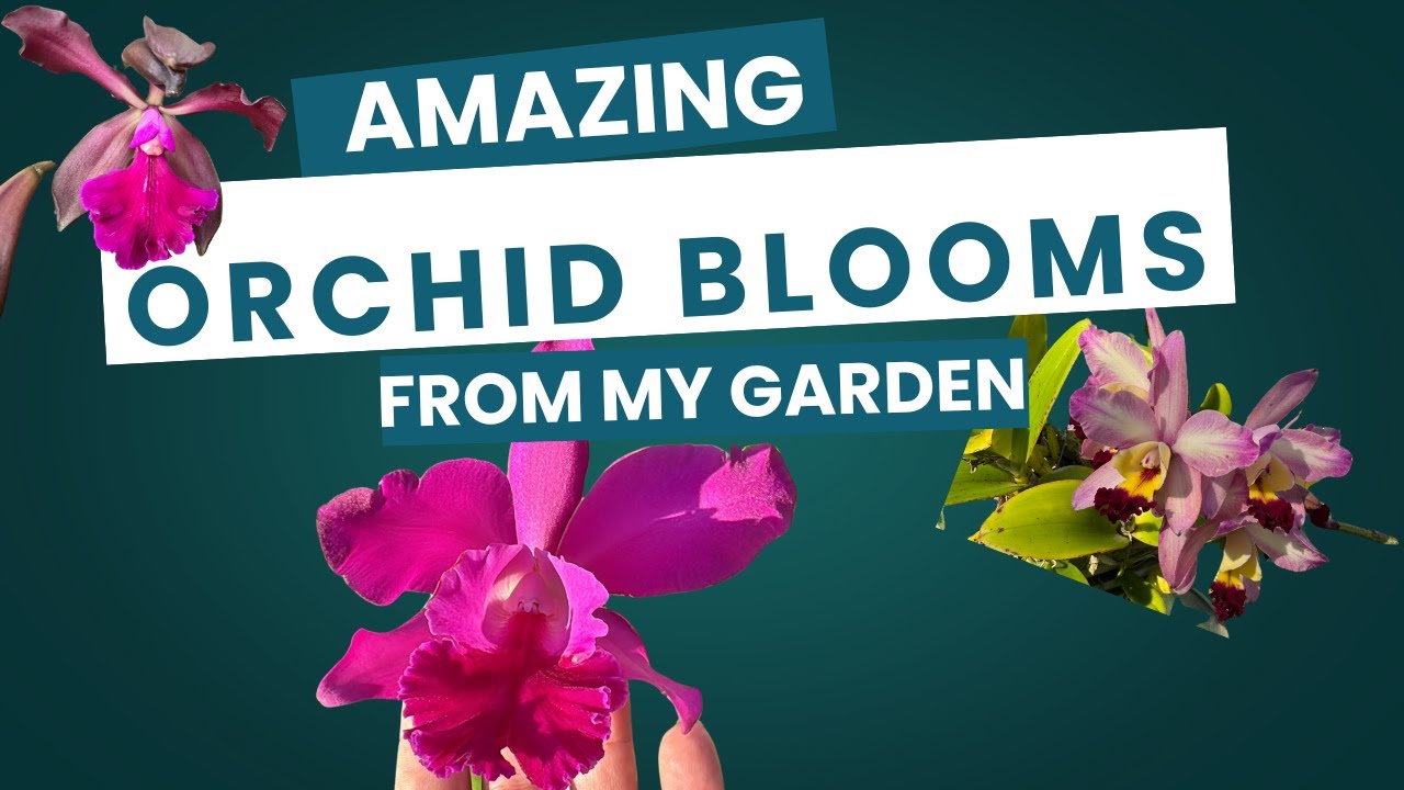 Amazing Orchid Blooms in my Garden March