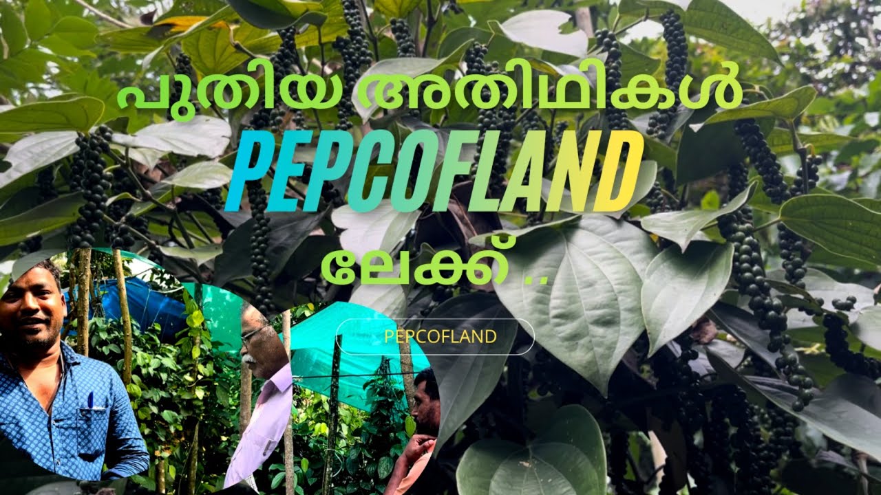 കുരുമുളക് കൃഷിയും പുതിയ അതിഥികളും 