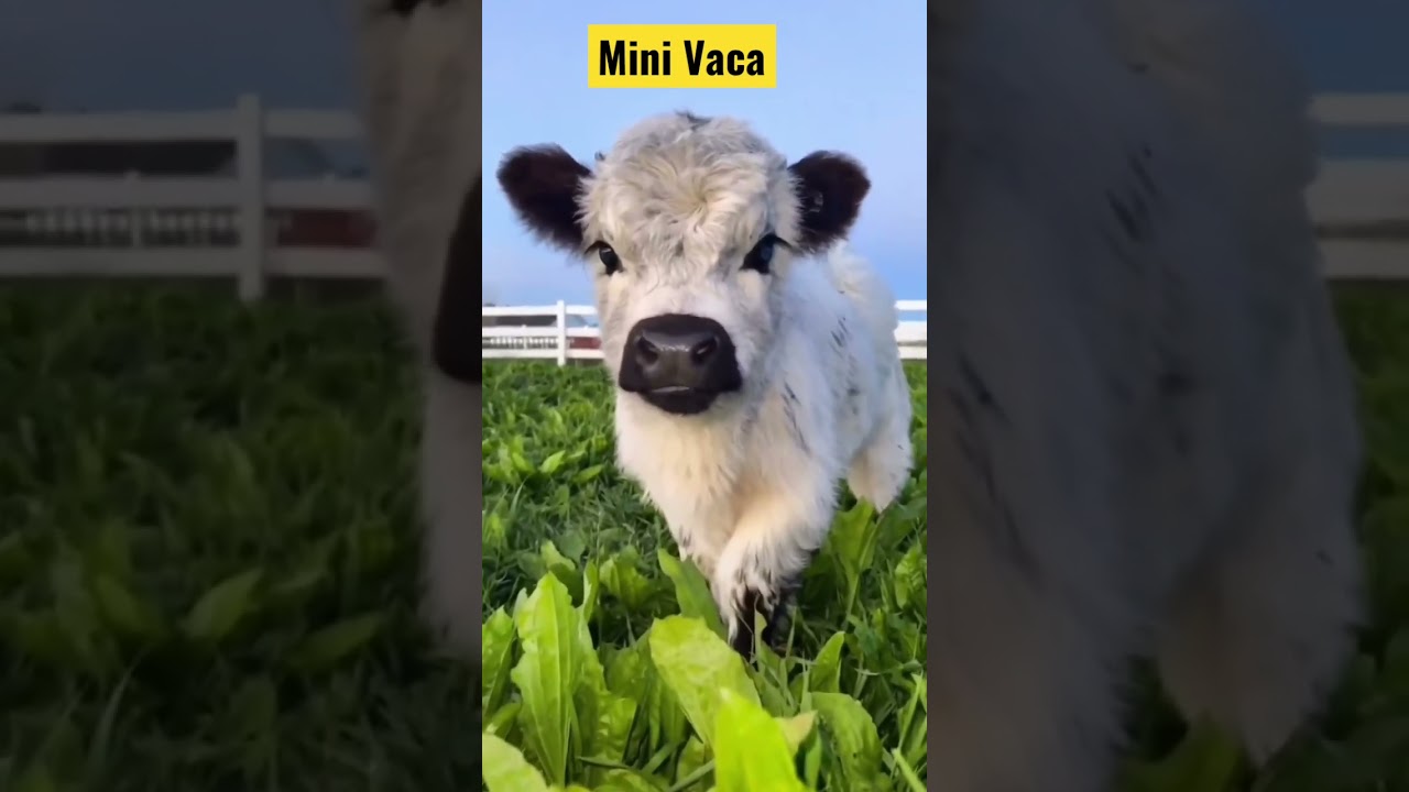Mini vaca Mais Fofa do mundo que voc&ecirc;s acha #shorts