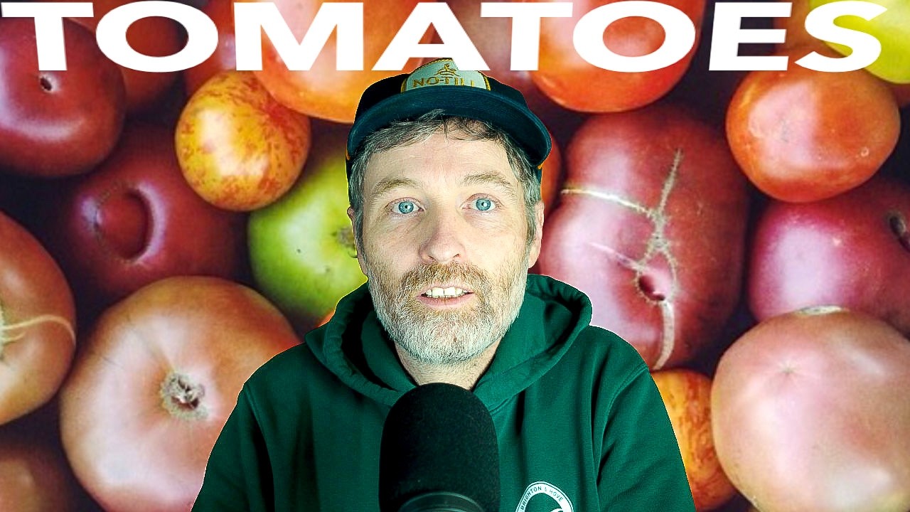 Starting Tomatoes from Seed + Can You Let Tomatoes Run Wild