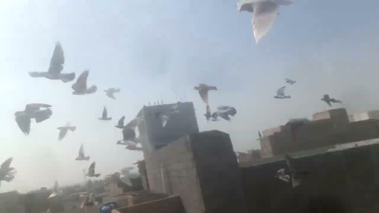 Hi fly pigeons ka comeback kr diya, like and subscribe my channel full support 🕊️🌸