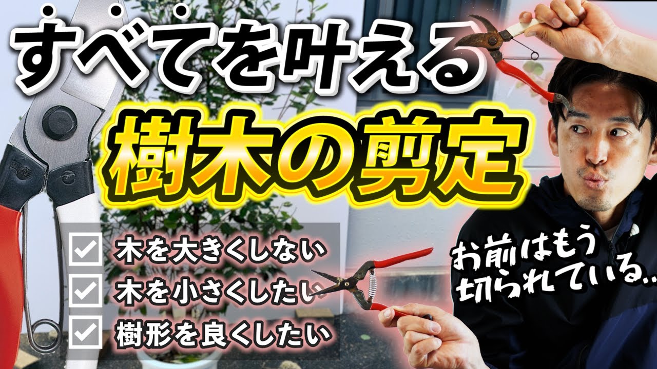 【木を小さくしたい】樹形を自在にコントロールする剪定