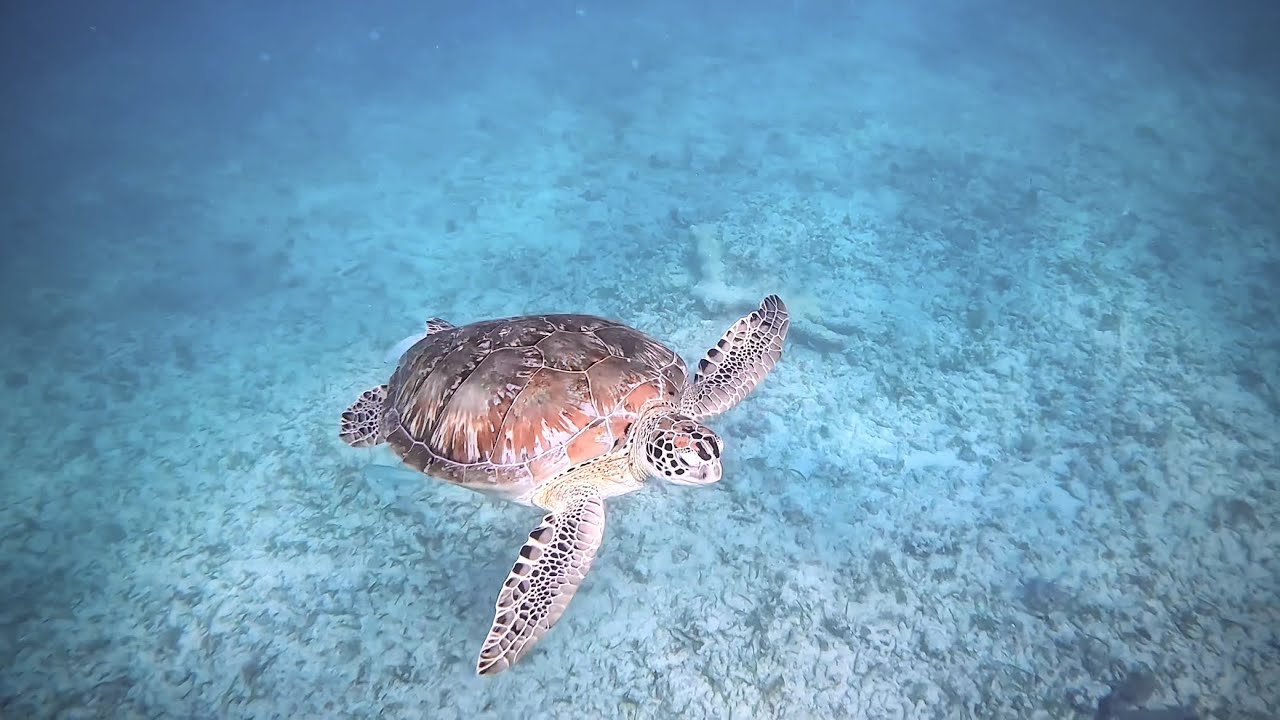 Rays & Turtles in Playa Paraíso | March 3, 2026