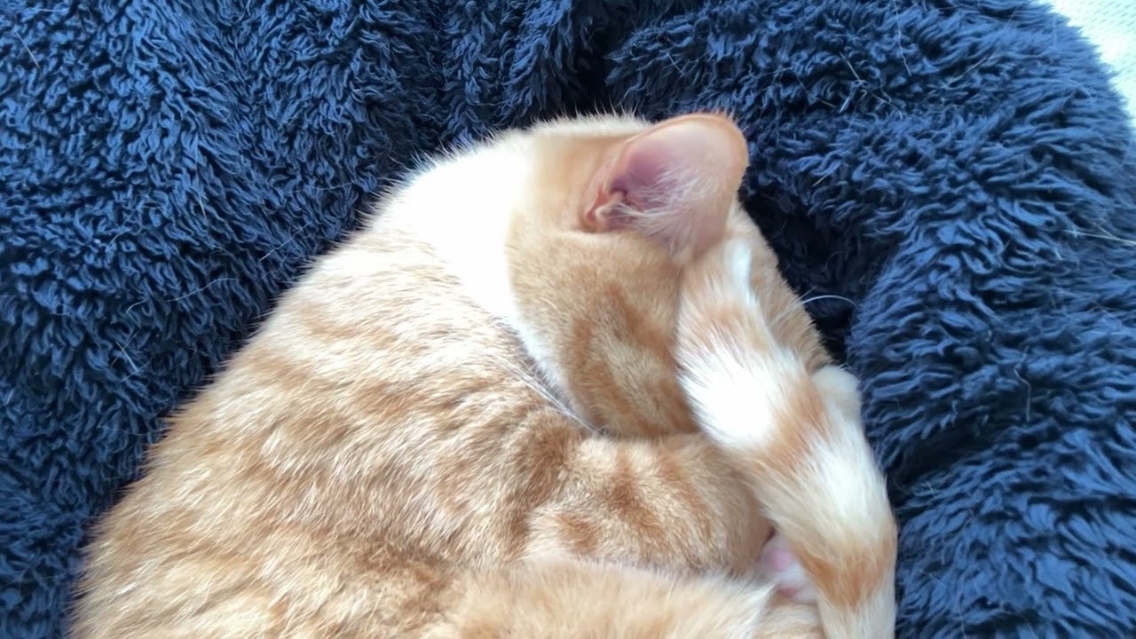 人の懐でニャンモナイトになる猫