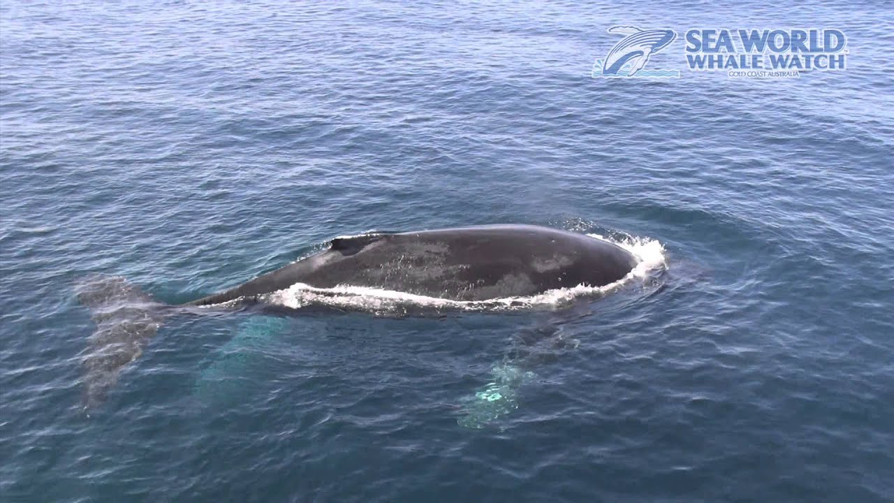 Humpback Whales in Crystal Clear Water - Sea World Whale Watch