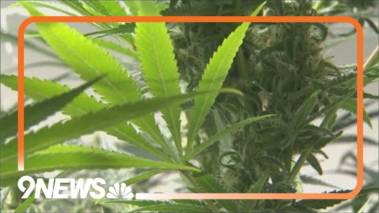 Marijuana from 300 Colorado dispensaries is recalled