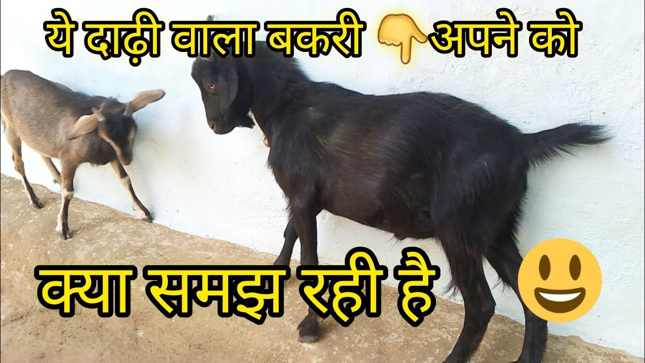 दाढ़ी वाला बकरी उछल के कैसे ढूसता है #villagevlog  #goatfarming @bhimoraonvlogs