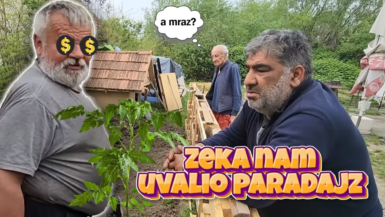 Zeka saDi Paradajz na Hacijendi