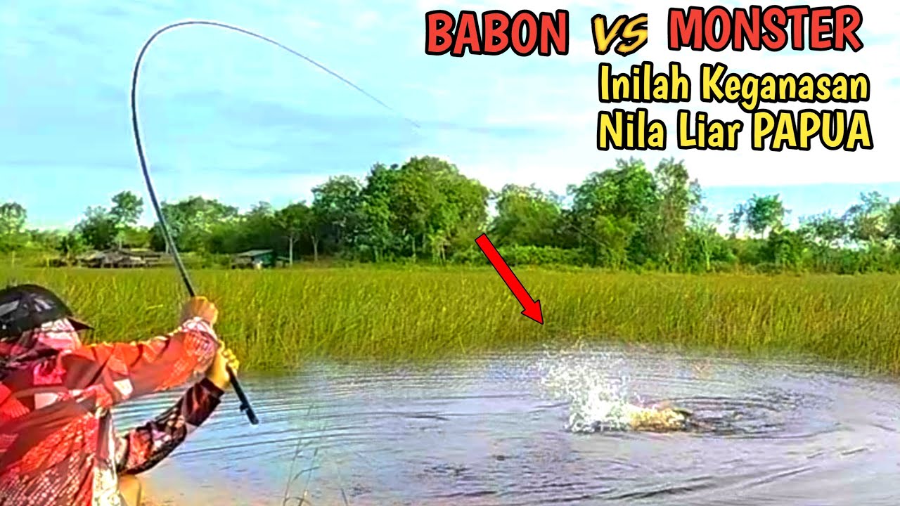 KEGANASAN NILA BABON VS NILA MONSTER SAAT MANCING NILA BABON DI RAWA PAPUA II Mancing Liar #MLP-81