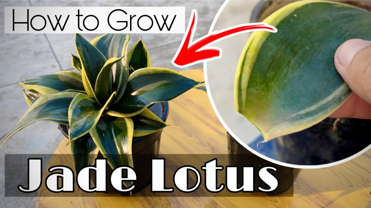 Jade Lotus / Dwarf sansevieria plant propagation